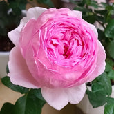 Yuhuan Echo Rose